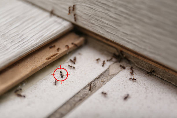 Best Pest Control for Homes  in Fresno, CA